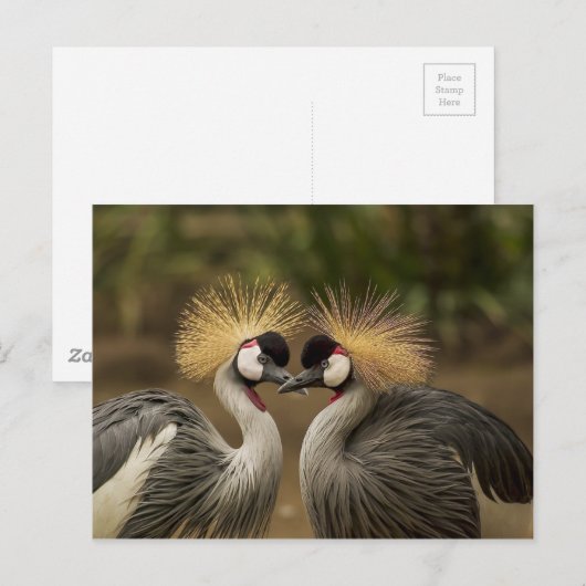 Gray Crowned Cranes Postkarte (Vorne/Hinten)