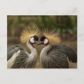Gray Crowned Cranes Postkarte (Vorderseite)