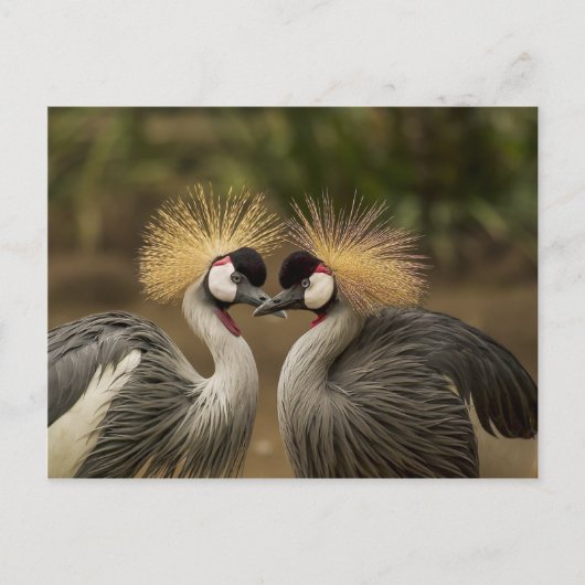 Gray Crowned Cranes Postkarte (Vorderseite)