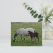 Gray Dartmoor Pony Mare and Foal Postkarte (Stehend Vorderseite)