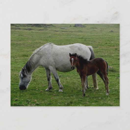 Gray Dartmoor Pony Mare and Foal Postkarte (Vorderseite)