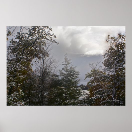 Gray Day Beauty Poster (Vorne)