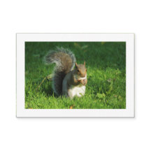 Gray Eichhörnchen, Bute Park, Cardiff (grenzt)