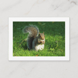 Gray Eichhörnchen, Bute Park, Cardiff (grenzt) Visitenkarte