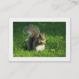 Gray Eichhörnchen, Bute Park, Cardiff (grenzt) Visitenkarte