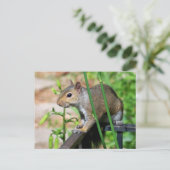 Gray Eichhörnchen Foto Postcard Postkarte (Stehend Vorderseite)