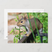 Gray Eichhörnchen Foto Postcard Postkarte (Vorne/Hinten)