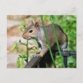 Gray Eichhörnchen Foto Postcard Postkarte (Vorderseite)