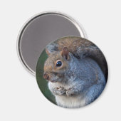 Gray Eichhörnchen Magnet (Vorderseite/Rückseite)
