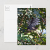 Gray Fantail Postkarte (Vorne/Hinten)