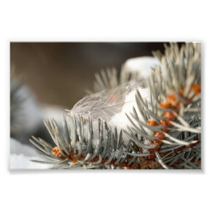 Gray Feather im Winter Evergreen Branch Fotodruck