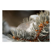 Gray Feather im Winter Evergreen Branch Poster (Vorderseite)