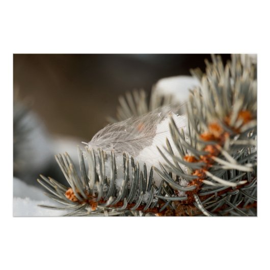 Gray Feather im Winter Evergreen Branch Poster (Vorderseite)
