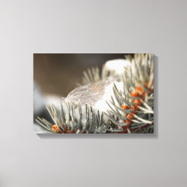 Gray Feather in Snowy Evergreen Branch Leinwanddruck