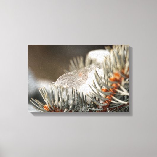 Gray Feather in Snowy Evergreen Branch Leinwanddruck (Vorderseite)