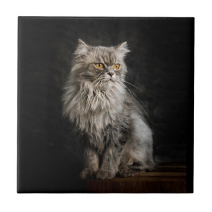 Gray Fluffy Cat Fliese