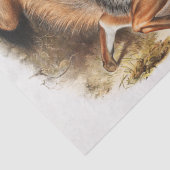 Gray Fox (Canis Virginianus) Seidenpapier (Detail)