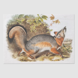 Gray Fox (Canis Virginianus) Seidenpapier