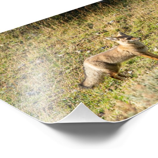 Gray Fox Fotodruck (Ecke)