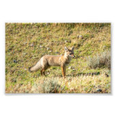 Gray Fox Fotodruck (Vorne)