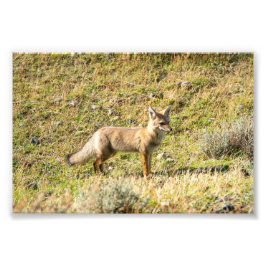 Gray Fox Fotodruck