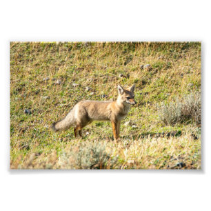 Gray Fox Fotodruck