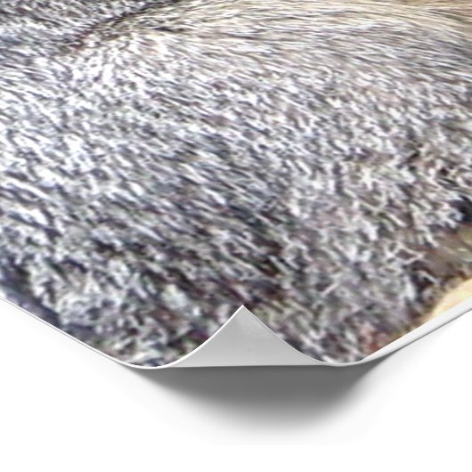 Gray Fox Posing Poster (Ecke)