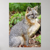 Gray Fox Posing Poster (Vorne)