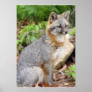 Gray Fox Posing Poster