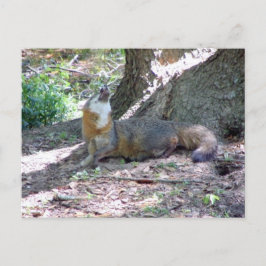 Gray Fox Postcard Postkarte
