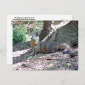 Gray Fox Postcard Postkarte (Vorne/Hinten)