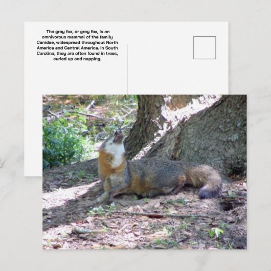 Gray Fox Postcard Postkarte (Vorne/Hinten)