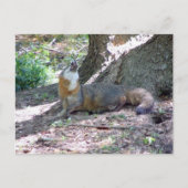 Gray Fox Postcard Postkarte (Vorderseite)