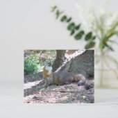 Gray Fox Postcard Postkarte (Stehend Vorderseite)