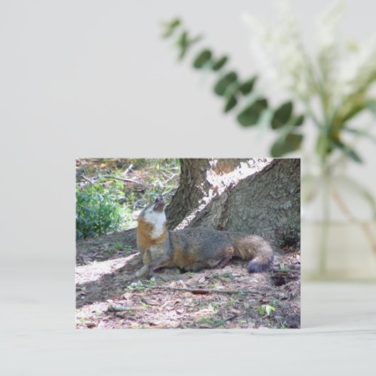 Gray Fox Postcard Postkarte (Stehend Vorderseite)