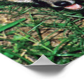 Gray Fox Poster (Ecke)