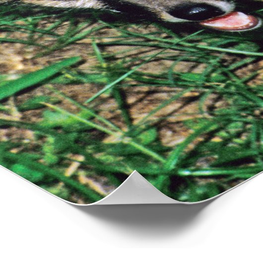 Gray Fox Poster (Ecke)