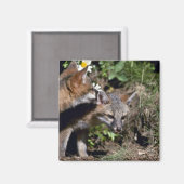 Gray Foxes-young kits Magnet (Vorderseite/Rückseite)