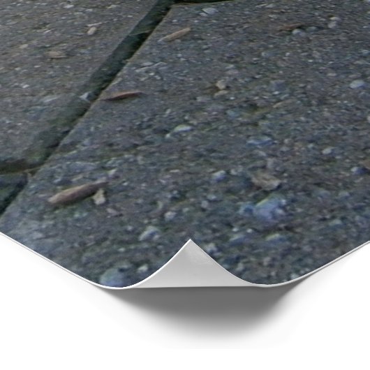 Gray Furry Australian Quokka, Poster (Ecke)