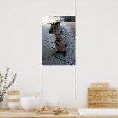 Gray Furry Australian Quokka, Poster (Küche)