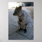 Gray Furry Australian Quokka, Poster (Vorne)