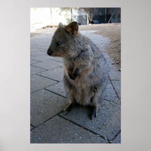 Gray Furry Australian Quokka, Poster (Vorne)
