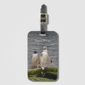 Gray Gentoo Penguin Edinburgh Zoo Schottland Gepäckanhänger (Vorderseite Vertikal)