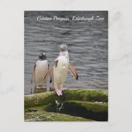 Gray Gentoo Penguin Edinburgh Zoo Schottland  Postkarte (Vorderseite)