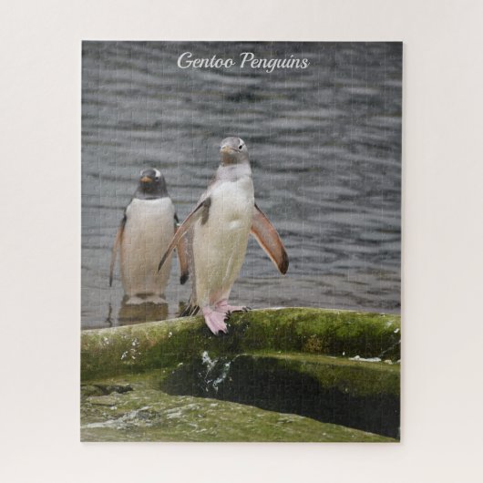 Gray Gentoo Penguin Edinburgh Zoo Schottland Puzzle (Vertikal)