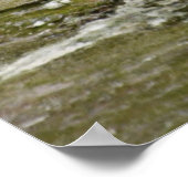 Gray Gentoo Penguin Edinburgh Zoo Scotland Poster (Ecke)