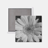 Gray Gerbera Magnet (Vorderseite/Rückseite)