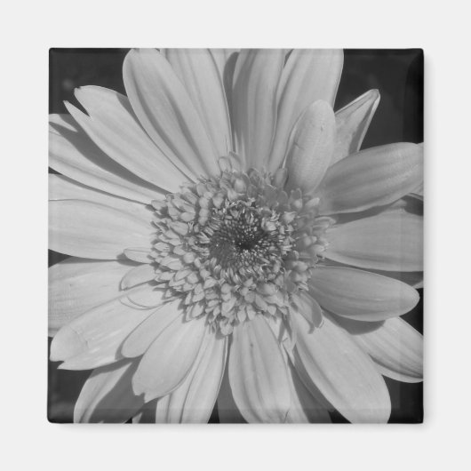 Gray Gerbera Magnet (Vorne)
