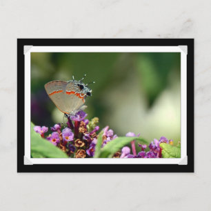 Gray Hairstreak Butterfly Foto Postkarte