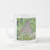 Gray Hairstreak Butterfly Mattglastasse (Links)